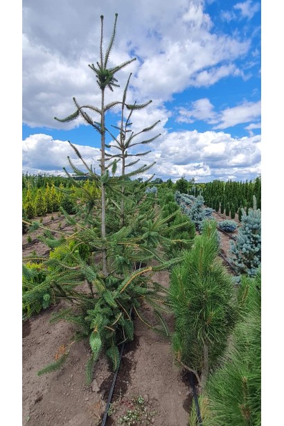 Ель обыкновенная Виргата - ком50кг/вис.140-160см/Ø100-120см